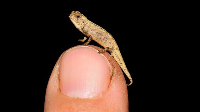 Brookesia nana
