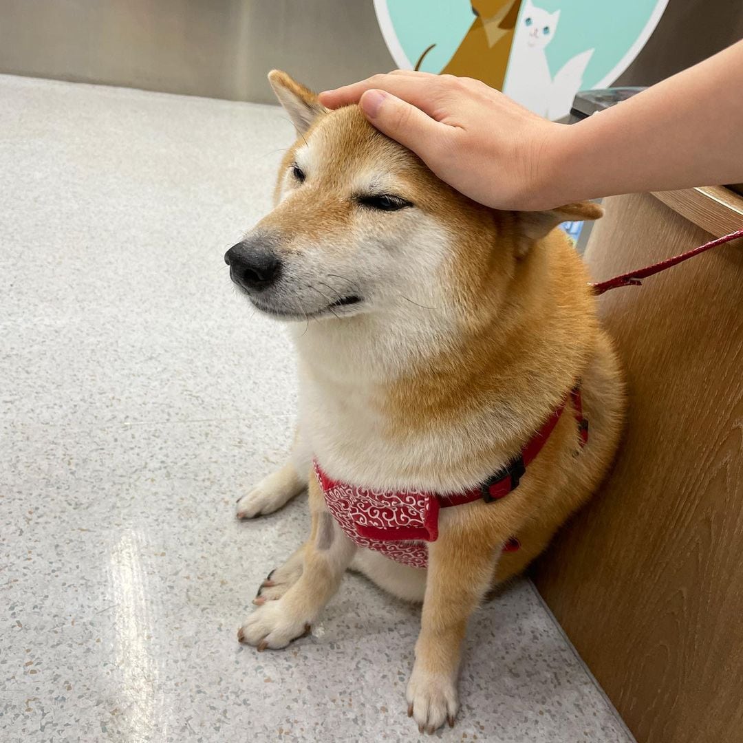 Cheems, el perrito de los memes está enfermo