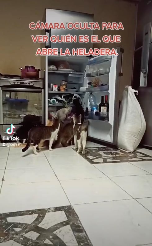 Gatos se roban la comida del refrigerador y huyen