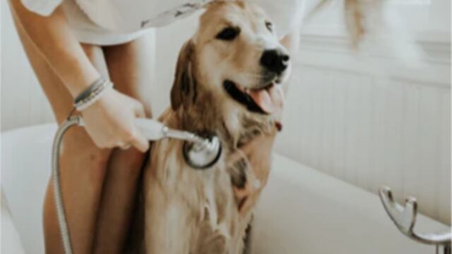 Las mascotas son un gran apoyo para las personas con padecimientos emocionales crónicos.