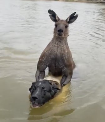Se enfrenta a un canguro mamado para salvar al perro