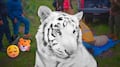 Muere Kenzo, el tigre de Bengala; acusan a Profepa de presunto mal manejo veterinario