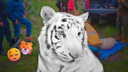 Caso Kenzo: Profepa defiende el operativo en el que murió el tigre en Edomex