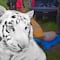 Muere Kenzo, el tigre de Bengala; acusan a Profepa de presunto mal manejo veterinario