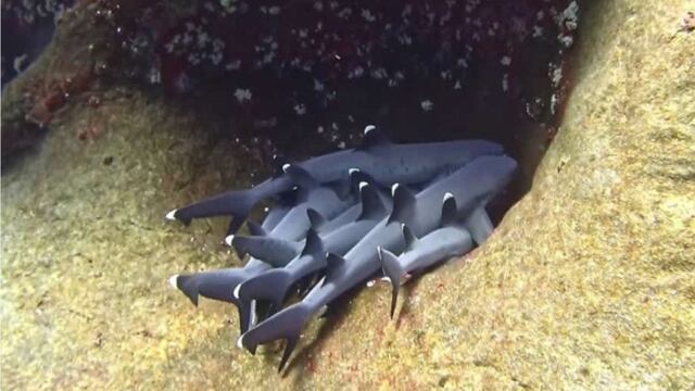Tiburones de arrecife "abrazándose"
