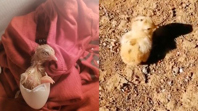 Una familia compró una docena de huevo y les salió con todo y pollito. TikTok es testigo del acontecimiento