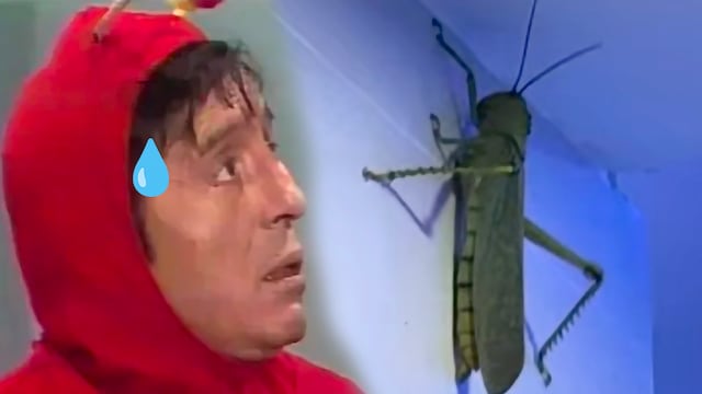 Chapulín gigante
