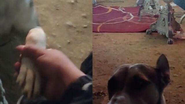 Perrito lo consoló en el funeral de su mamá