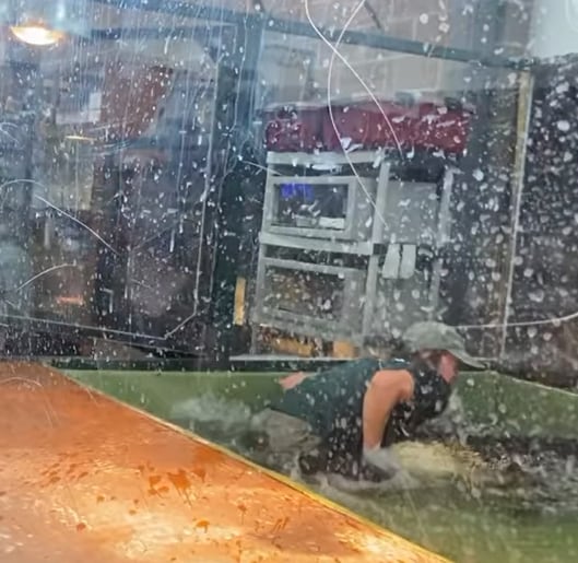 Entrenadora es mordida por un caimán.