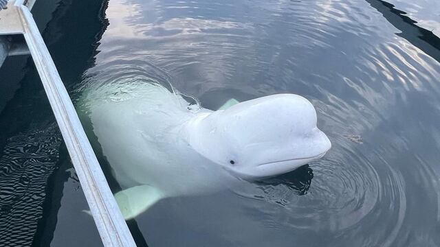 ¿Qué le pasó a la ballena rusa ‘espía’ Hvaldimir? La encuentran muerta a 5 años de haber sido descubierta