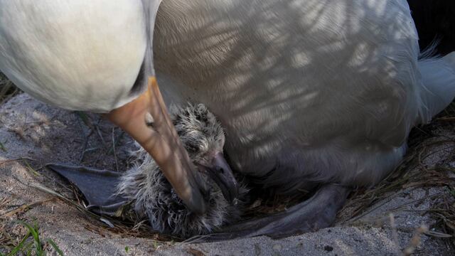 Ave albatros se convierte en madre a los 70 años