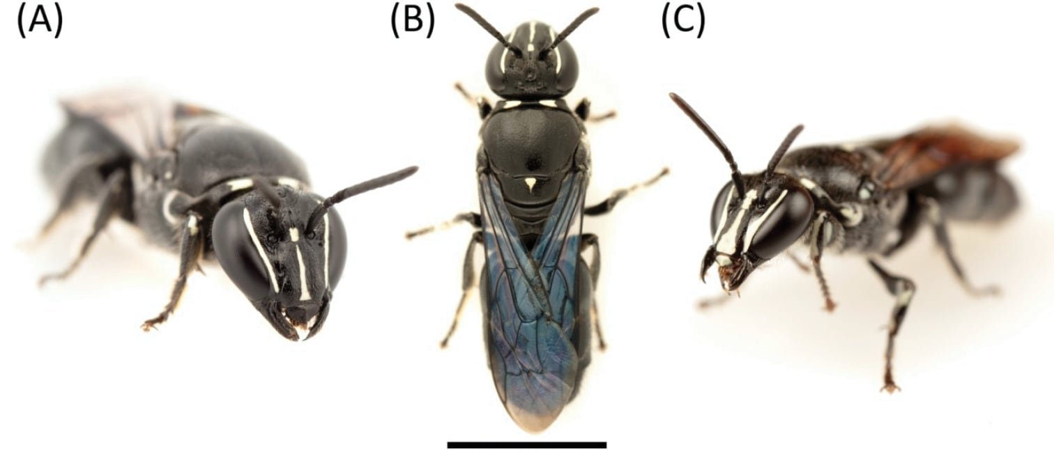 Abeja Pharohylaeus lactiferus
