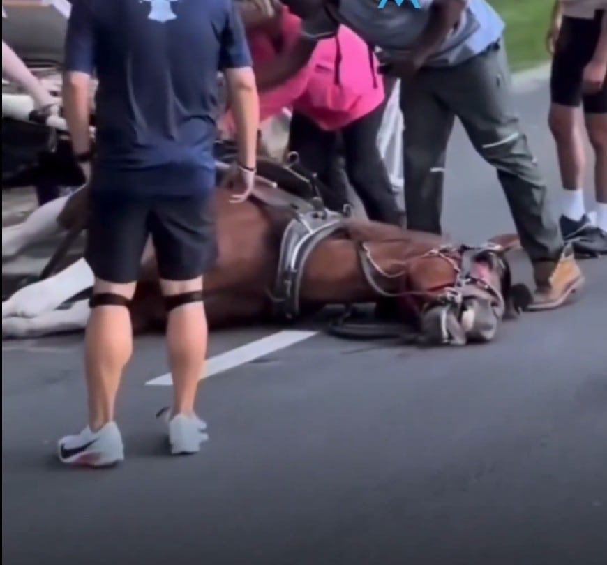 La muerte de un caballo en Central Park desata llamados para prohibir carruajes