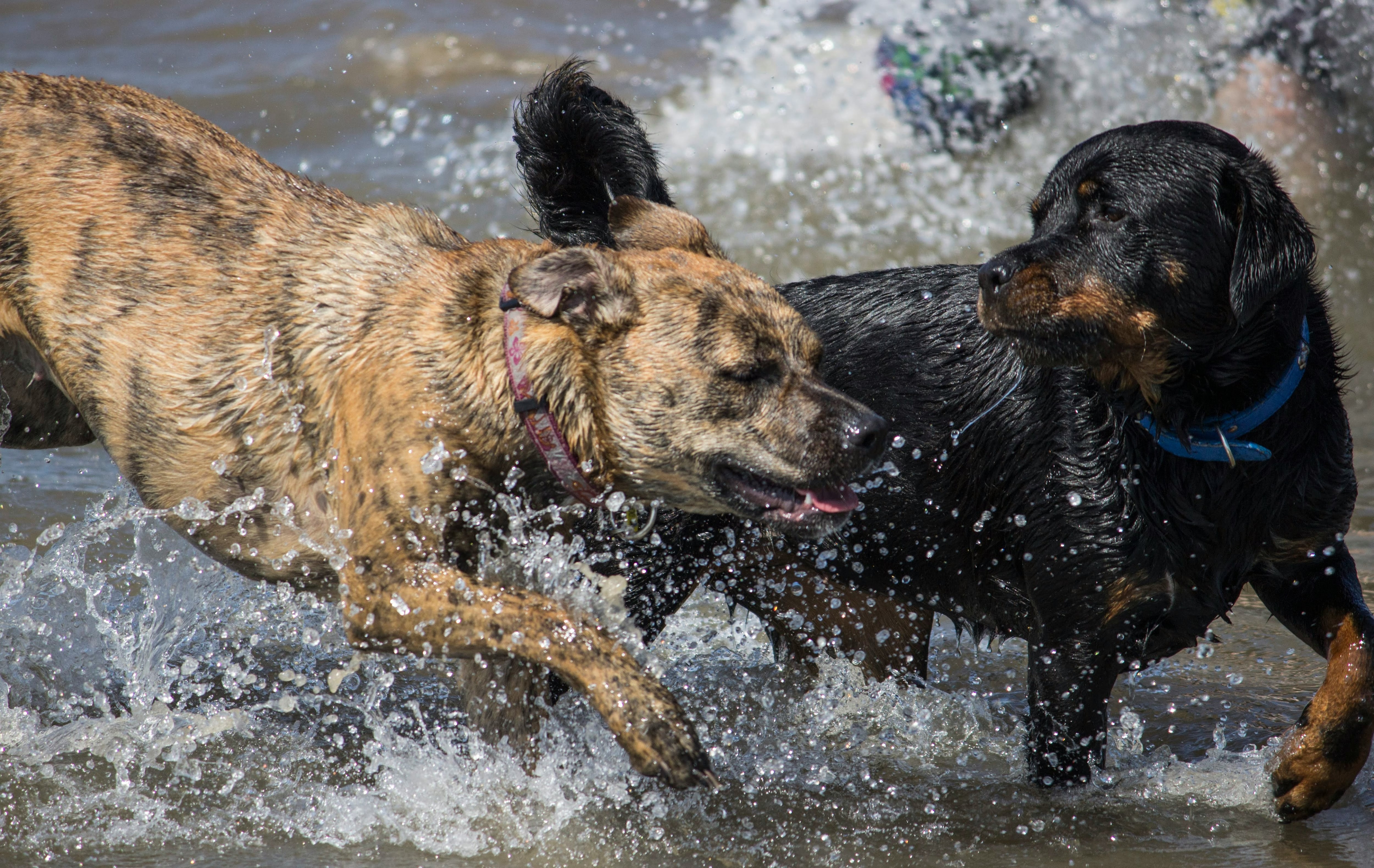 Así son los perros mestizos, como Rocky de Paw Patrol