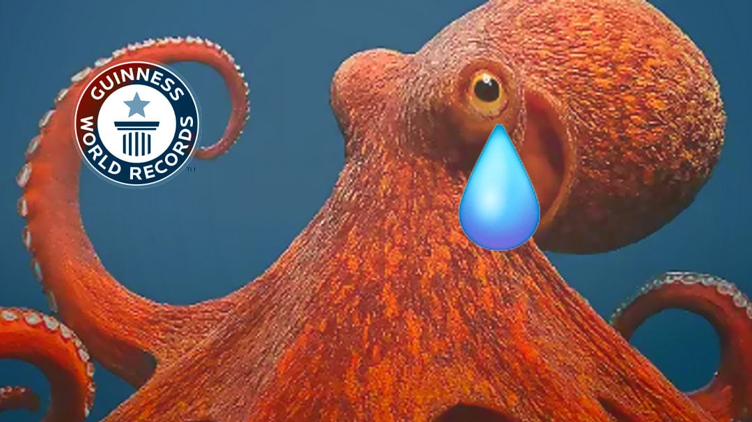 Fósil de “pulpo” pierde su Récord Guinness como el más antiguo