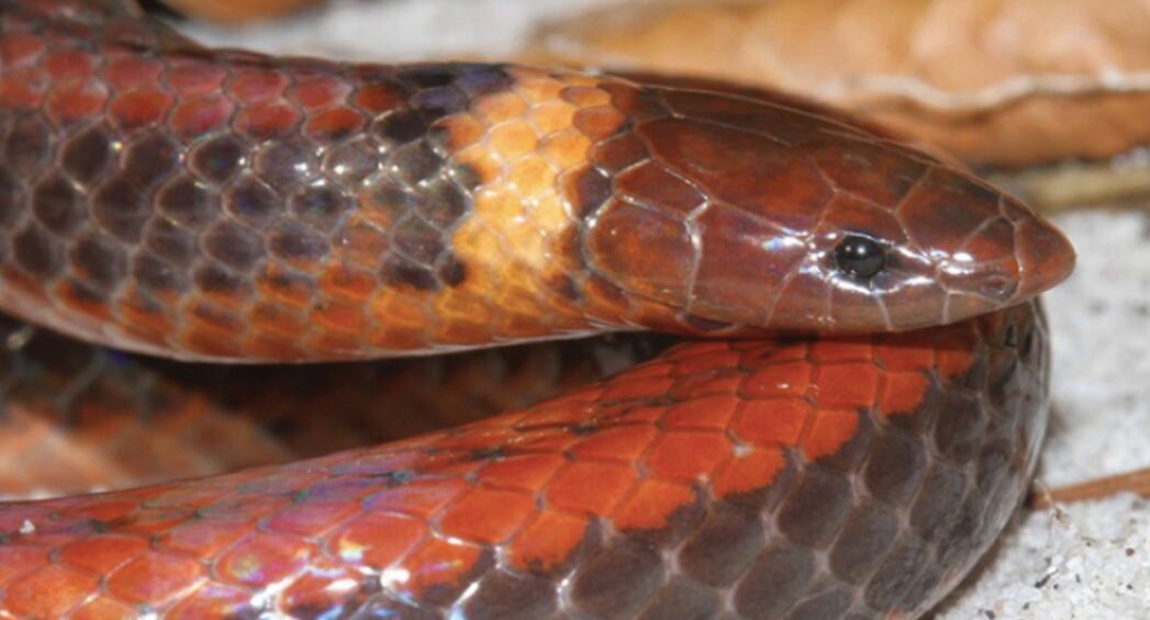 Phalotris shawnella,nueva especie de serpiente descubierta en Paraguay