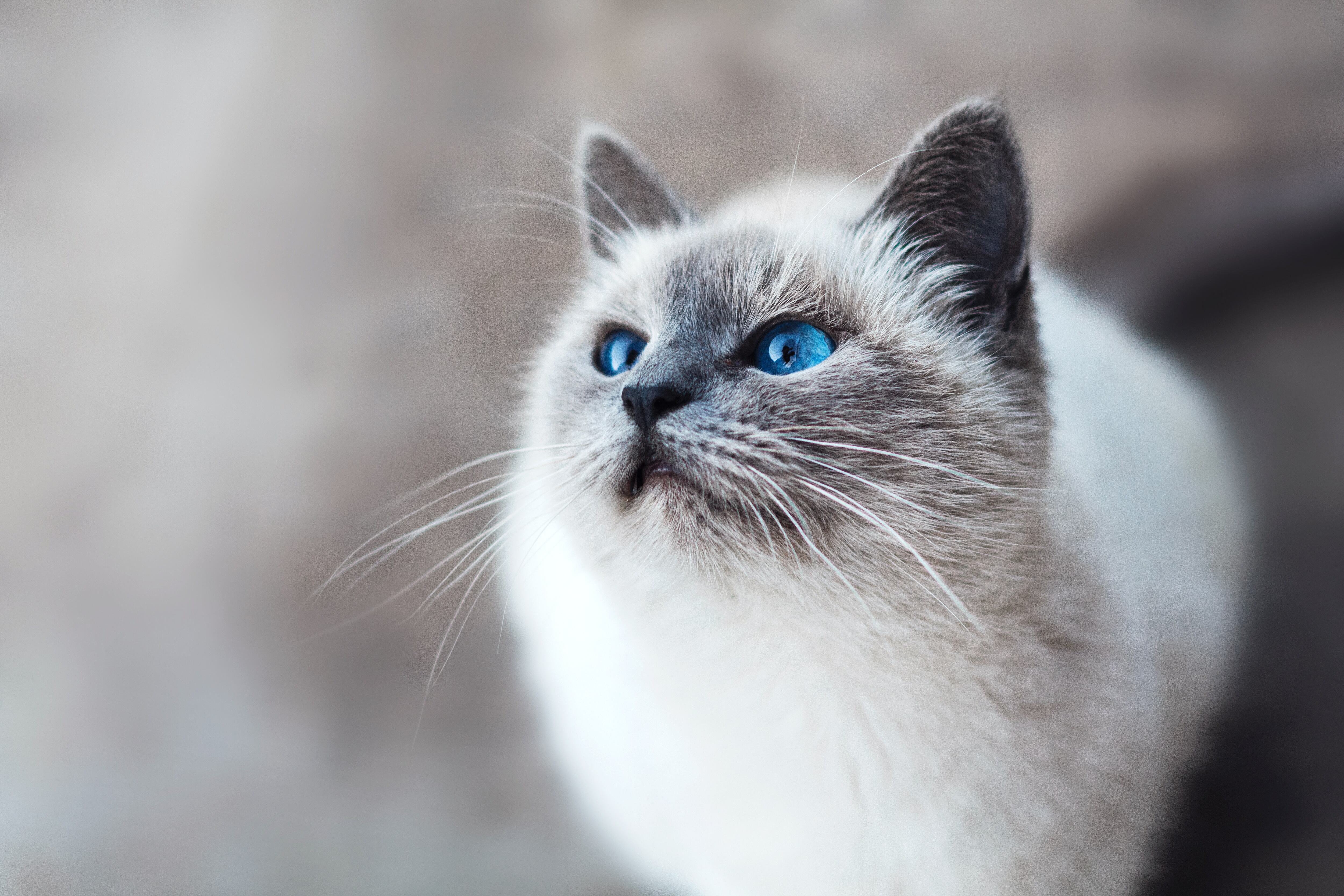 Raza de gato birmano