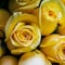 Frases para dedicar y acompañar las flores amarillas que se regalan el 21 de marzo