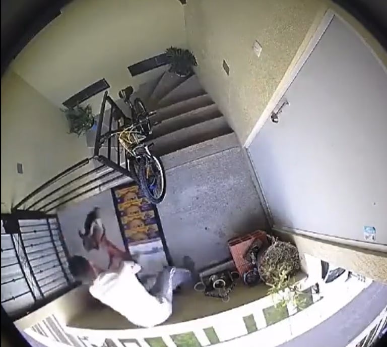 Perrita es agredida en Huejotzingo, Puebla