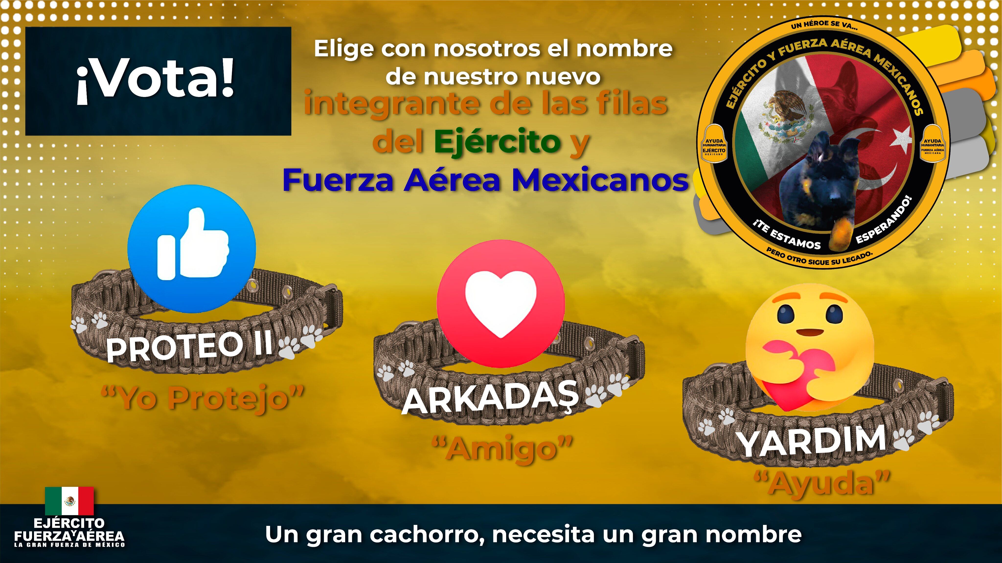 Votación para el nombre del perrito de Turquía