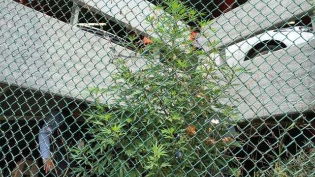 Elementos de la Policía Federal retiraron y aseguraron la planta.