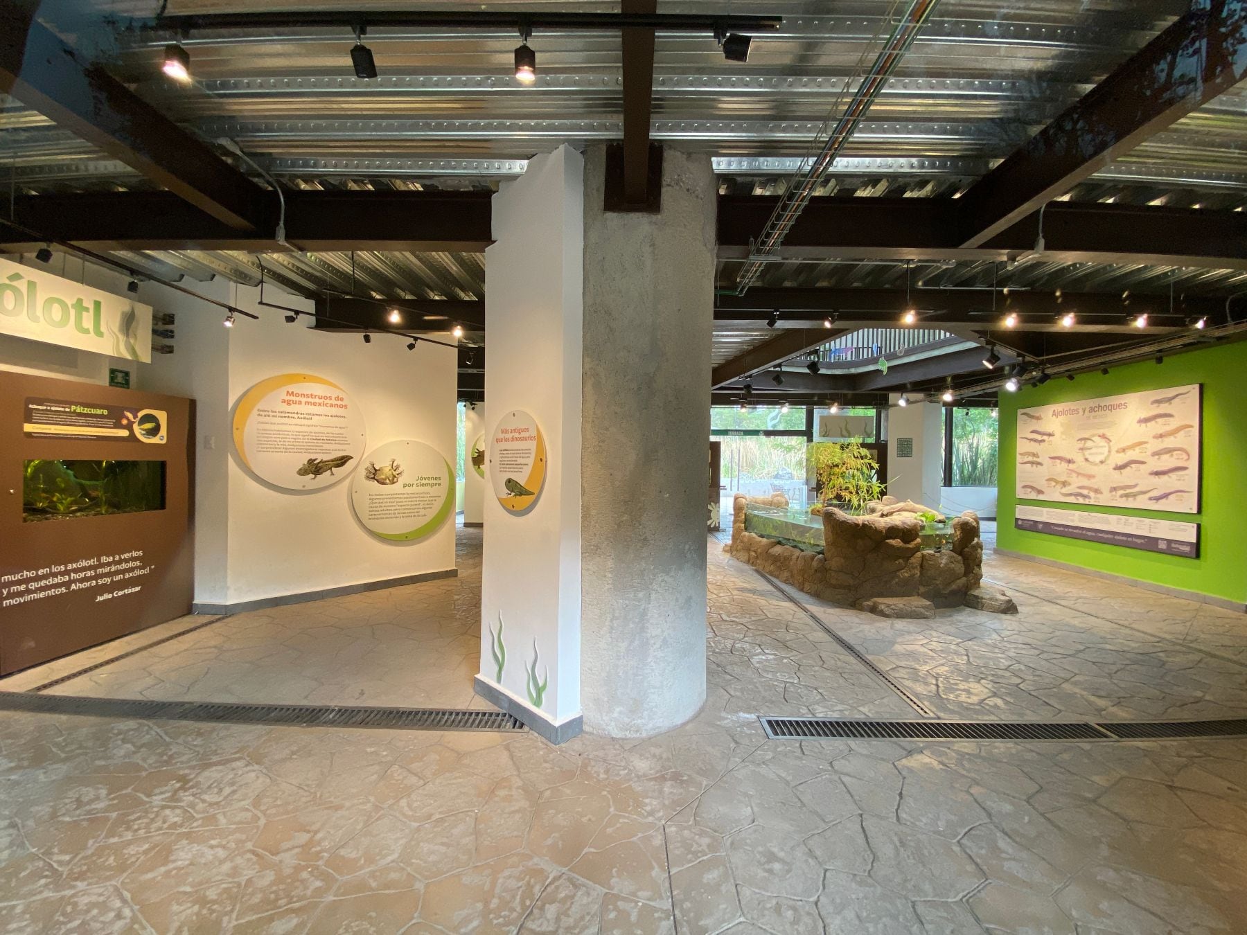 Museo del Ajolote en Chapultepec: Precio de la entrada, horarios, dónde está y cómo llegar