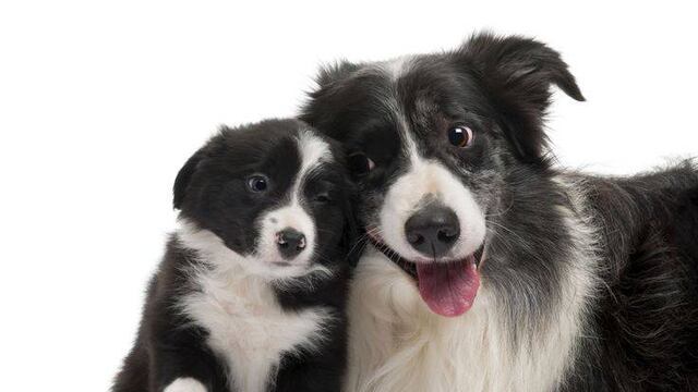 Perros reaccionan más efusivamente al ver un rostro humano que un objeto.