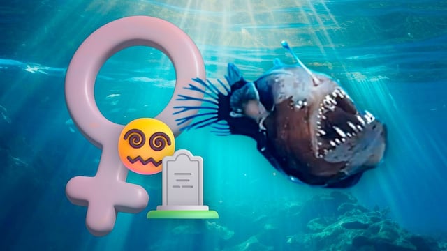 Pez diablo que salió a la superficie del mar es en realidad una hembra