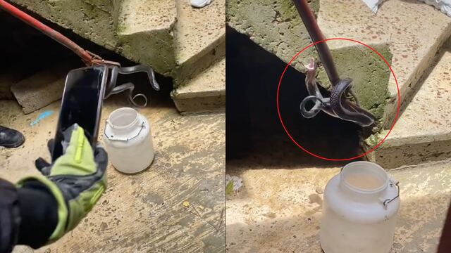 Víbora que podría ser un nahual en TikTok