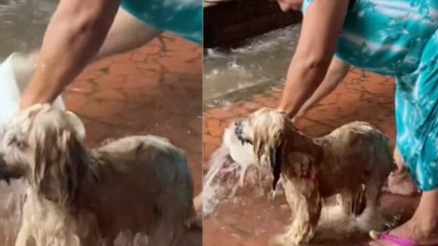 Perrito bañado en la lluvia