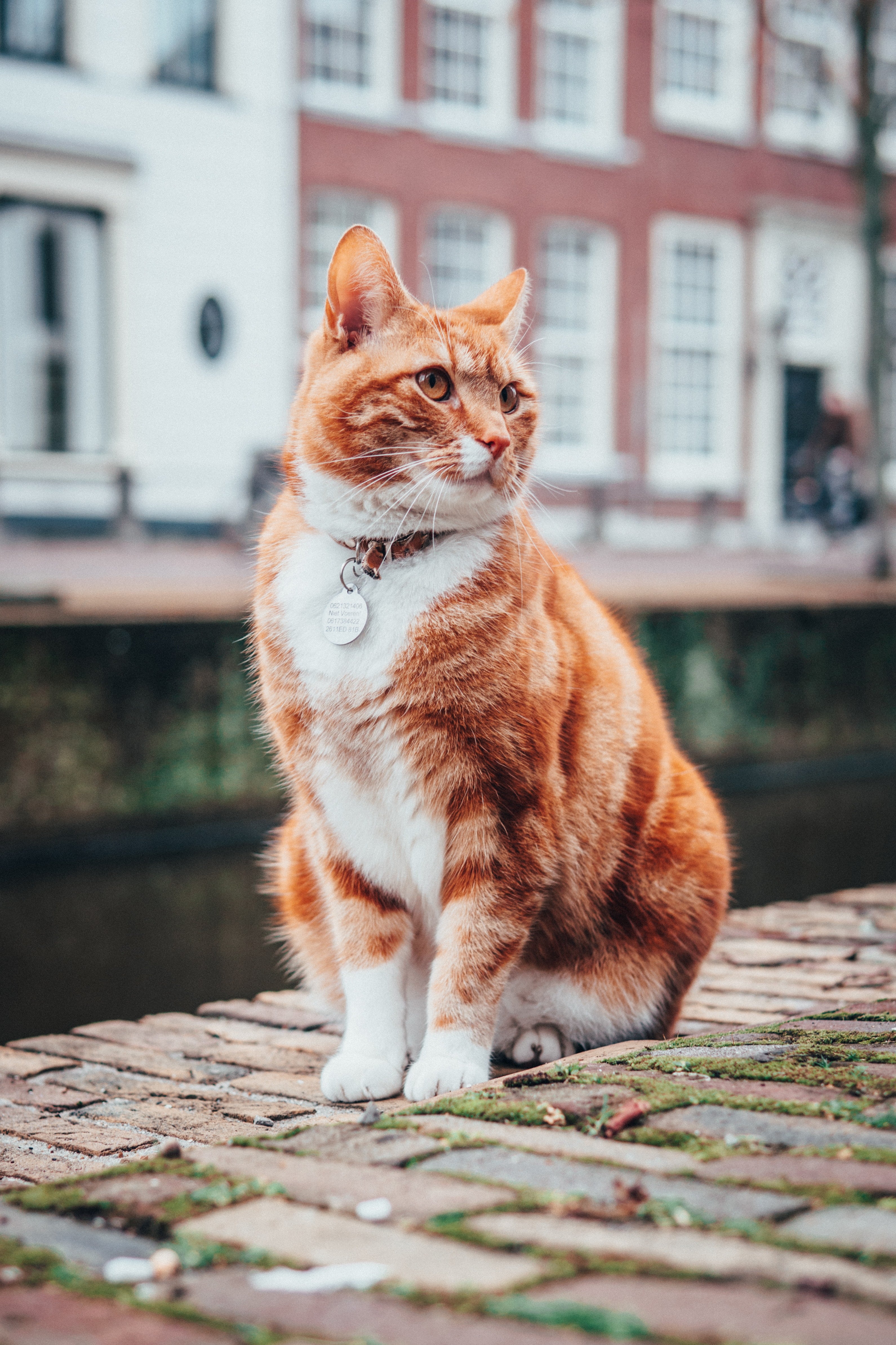 Día Internacional del Gato
