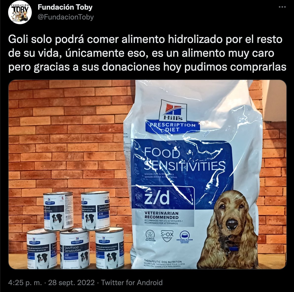 Fundación Toby, que rescata perritos, peligra por esta terrible razón