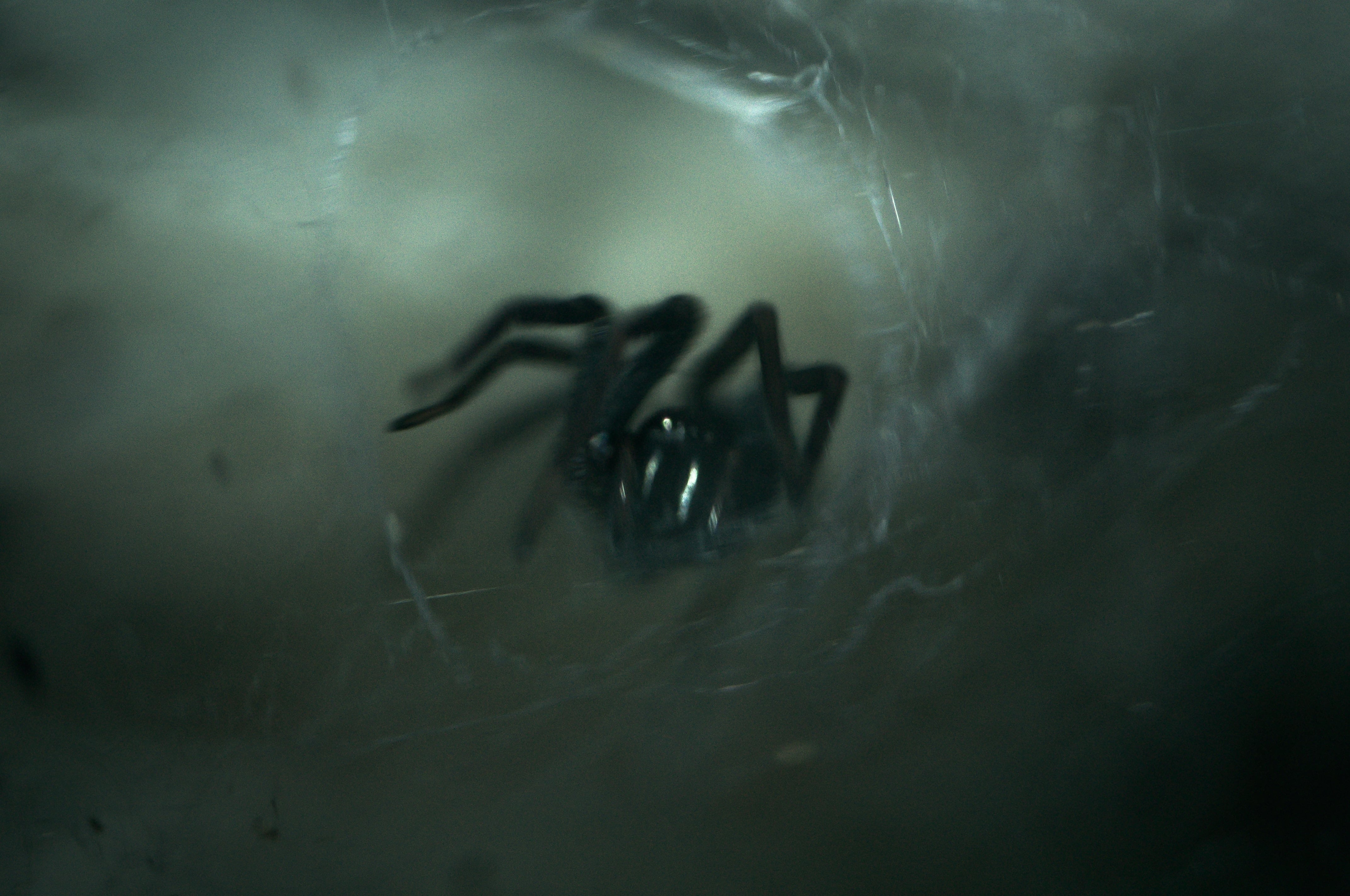 Araña
