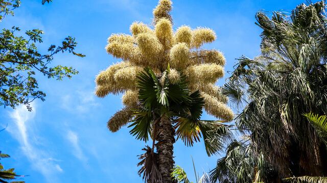 Palma Talipot: Jardín Botánico de Culiacán