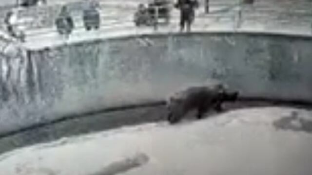 Arroja a su hija a la jaula de un oso