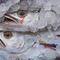Alerta Sanitaria Anisakis: Esto se sabe del llamado de la Unión Europea por un pescado contaminado