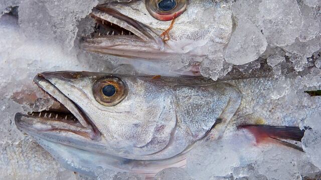 Pescado contaminado con Anisakis provoca alerta sanitaria en la Unión Europea