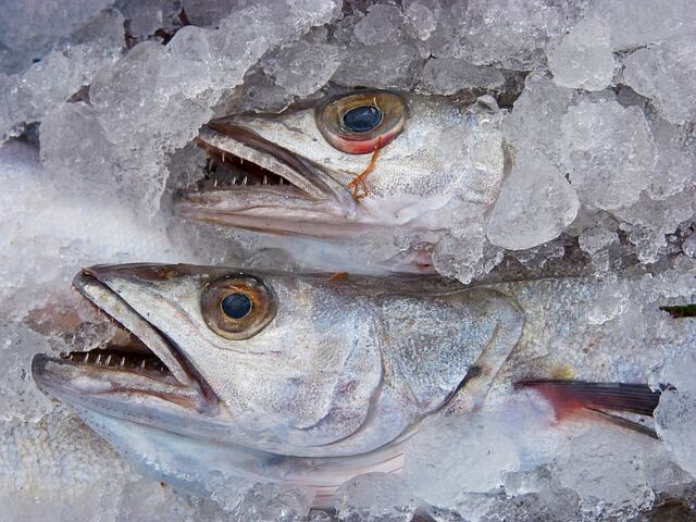 Pescado contaminado con Anisakis provoca alerta sanitaria en la Unión Europea