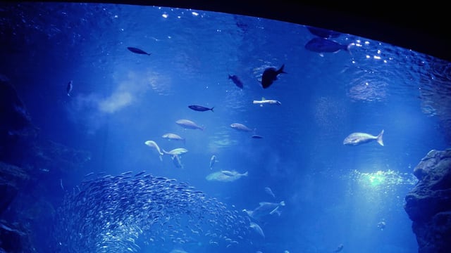 Acuario