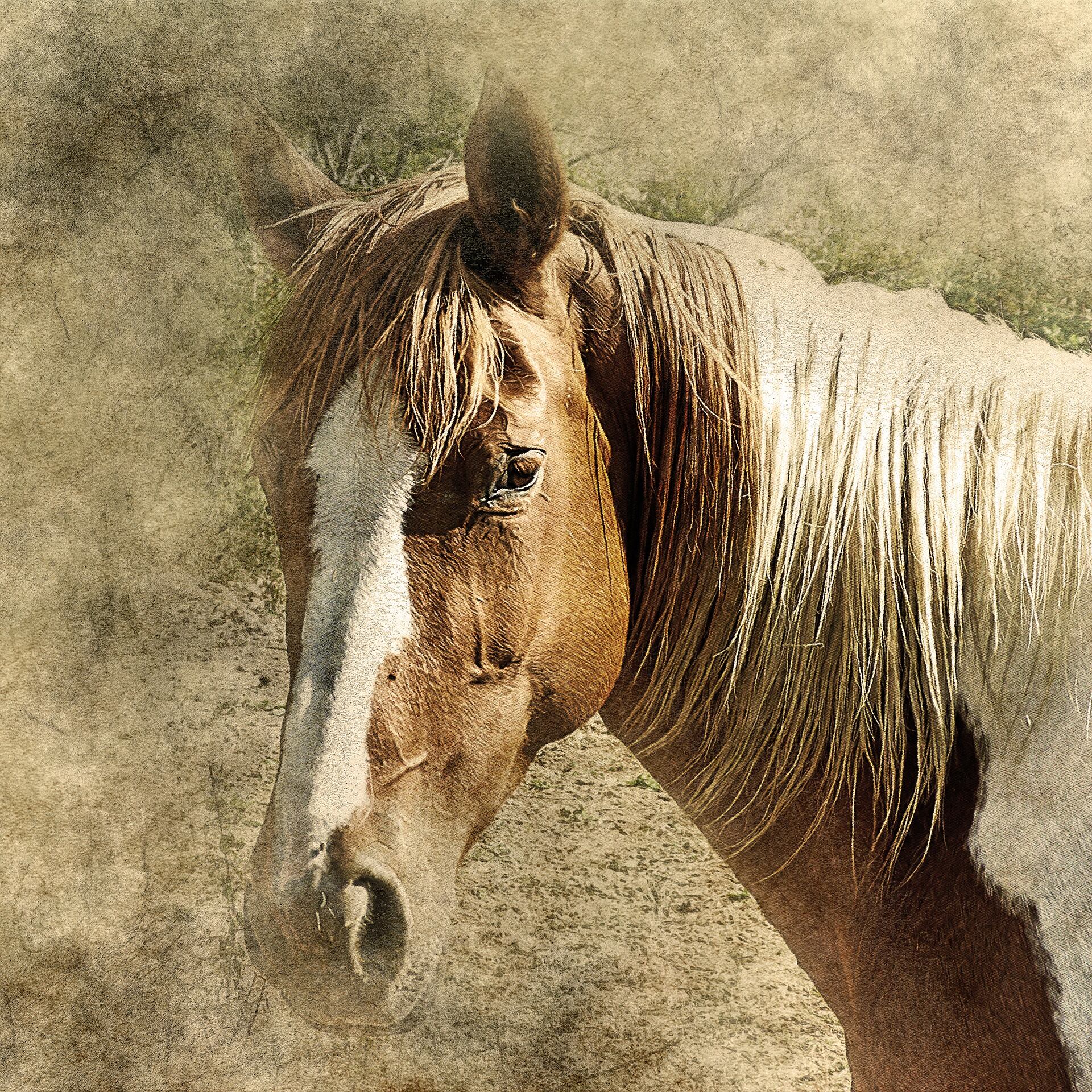 Horóscopo Chino 2022: Caballo