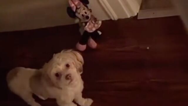 ¿Perro o demonio? TikTok