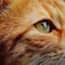 ¿Qué es el catnip y cómo mejora la vida de los gatos?