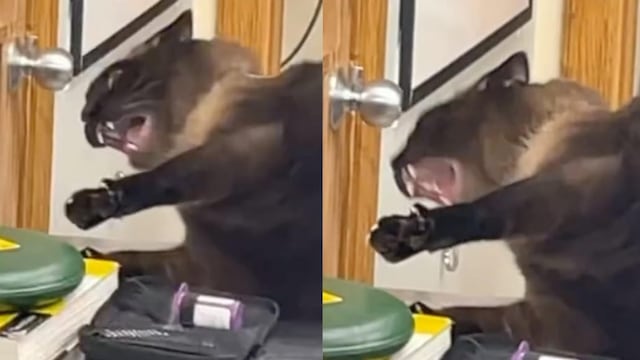 Este es el origen del meme del gato gritando de TikTok