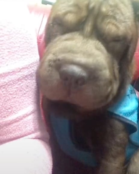 rateros ya ni a los perros respetan