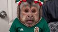 Los memes que dejó la victoria de México sobre Ecuador