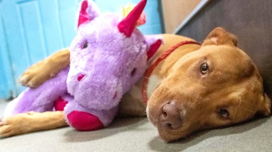 Perro con su peluche