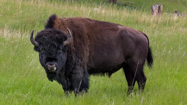 BISONTE ATACA EMBISTE NIÑA
