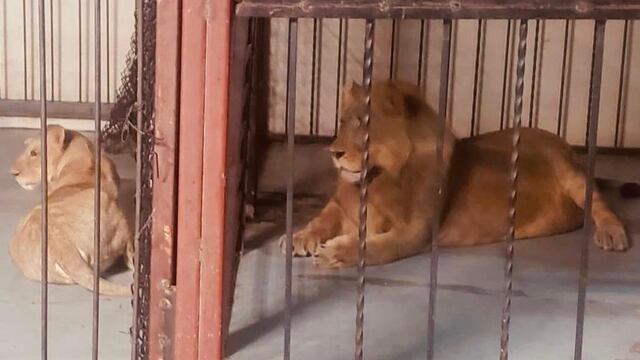 Leones decomisados
