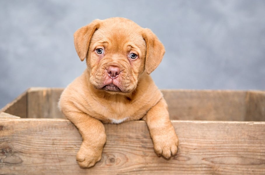 Perro