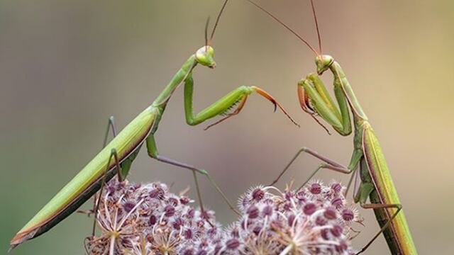 Mantis religiosa